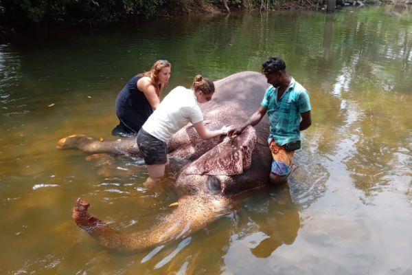 helping out elephant to have a good bath sri lanka day tours