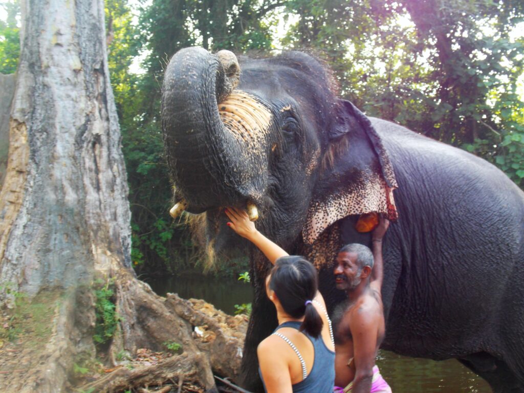 tourist experience elephant habarana sri lanka day tours