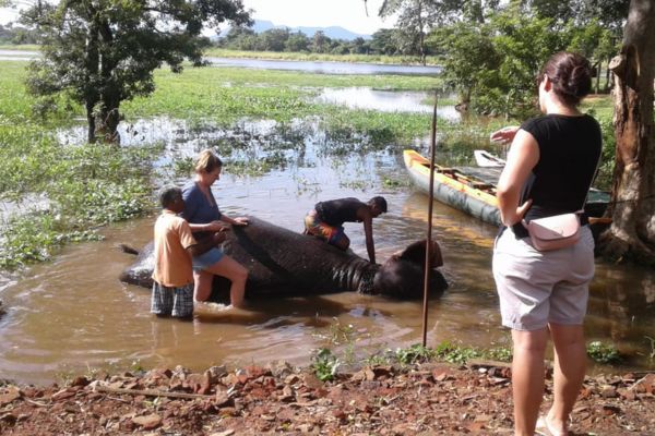 tourist experience elephants having a bath in sri lanka
