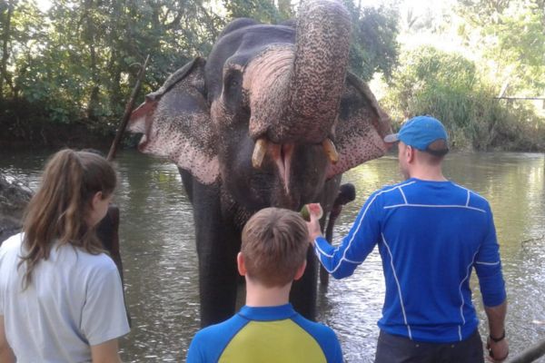 tourist experience feeding an elephant in sri lanka
