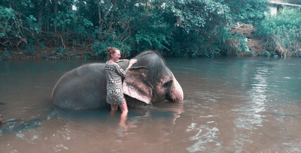 tourist experience with an elephant sri lanka day tours