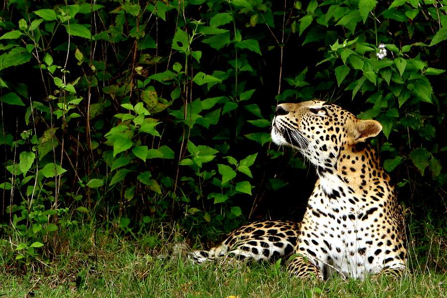 A leopard in the Wilpattu National Park looking at Safari Guests