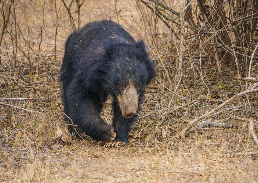 A Sloth Bear is walking towards Wilpattu Safari Guests