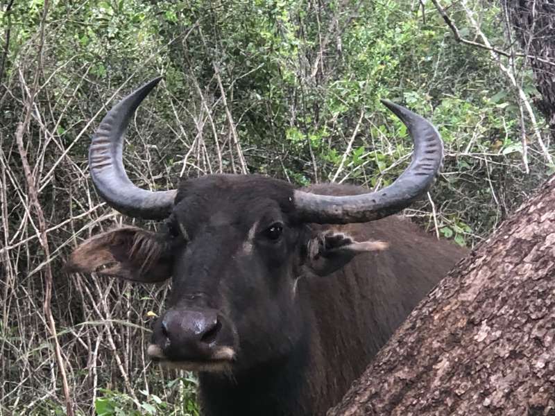 A Wild Buffalo in the Wilpattu National Park looking at Safari Guests