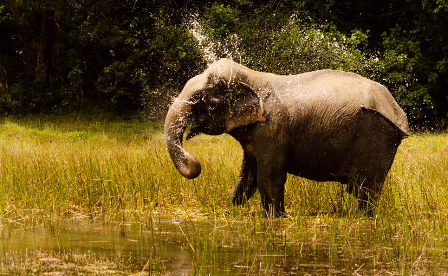 An Asian Elephant in front of the Wilpattu Safari Guests