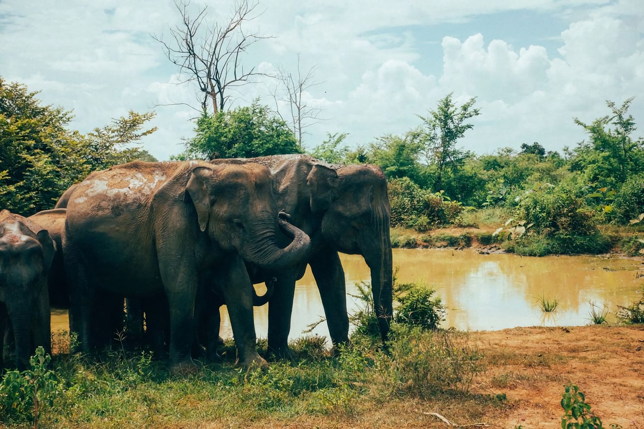 sri lanka, tangalle, asia-4258709.jpg