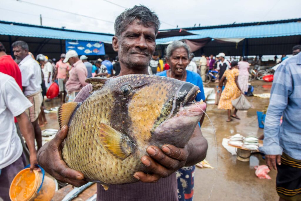 Negombo Fish Market