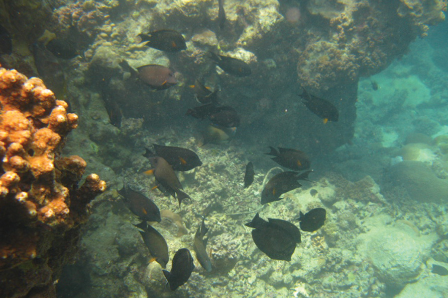 Negombo-diving4