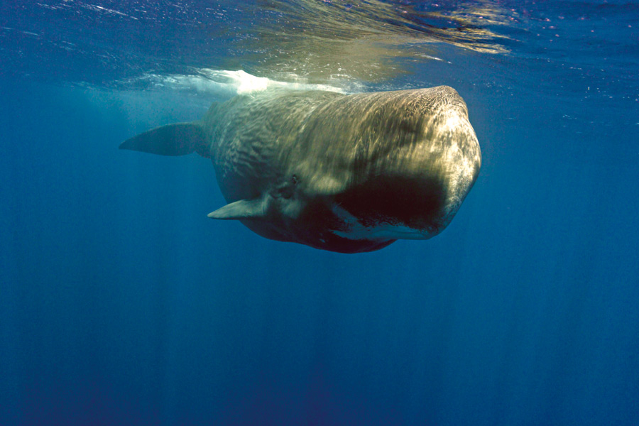 Whale-watching-Mirissa10