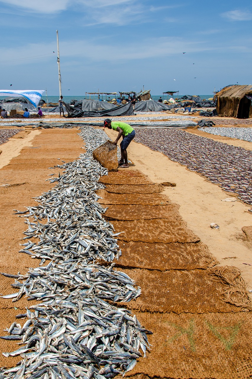 fish, fish drying, shore-4036084.jpg