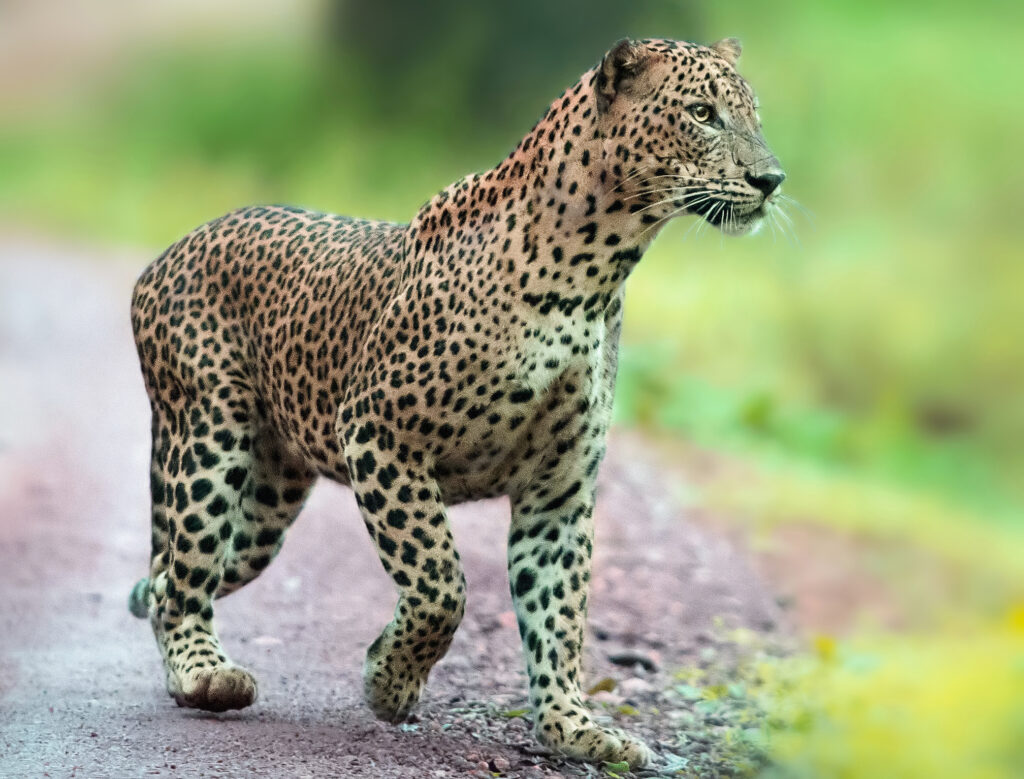 leopard_cub_1