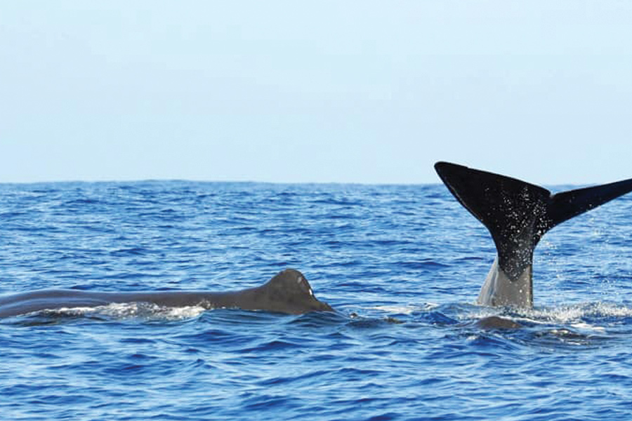 whale-watching-trincomalee7