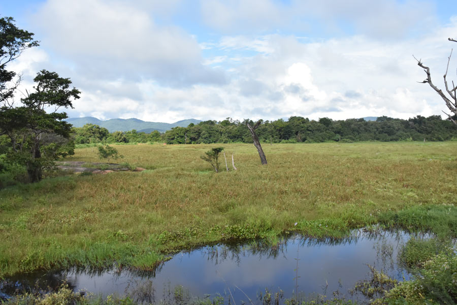 safari-wasgamuwa-national-park8