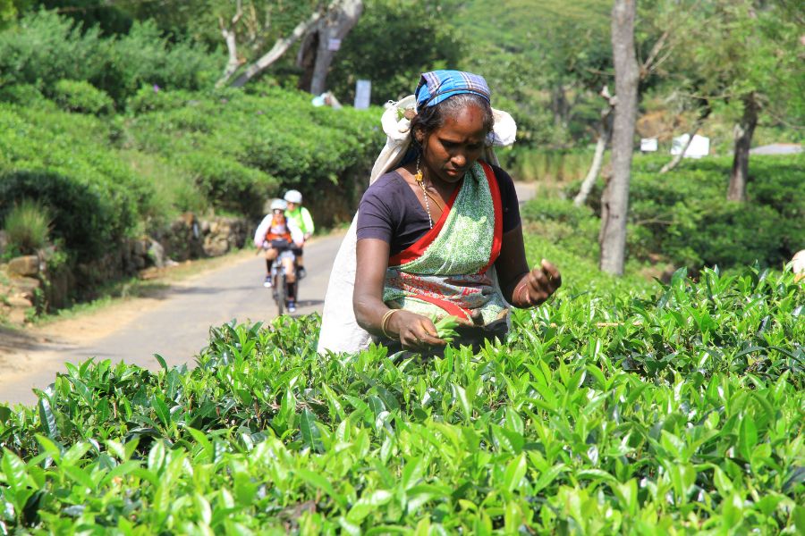 A lady plucking tea at tea estates in Sri Lanka